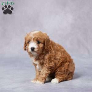 Henry, Cavapoo Puppy